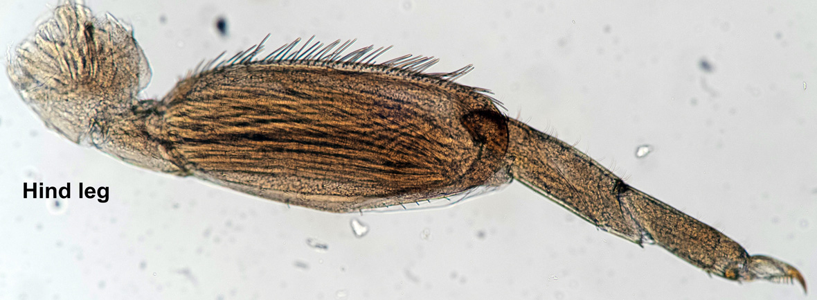 Hindleg