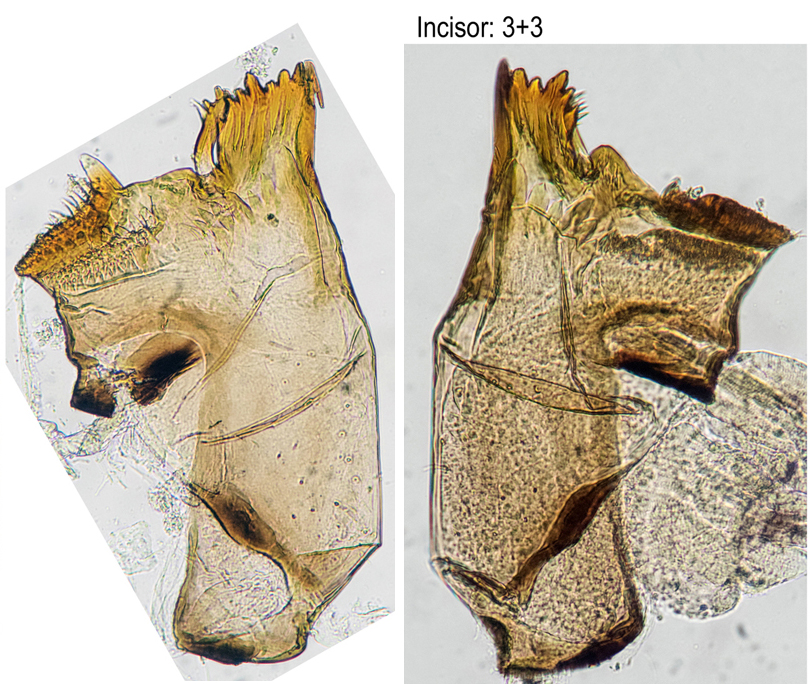 Mandibles