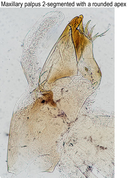 Maxilla