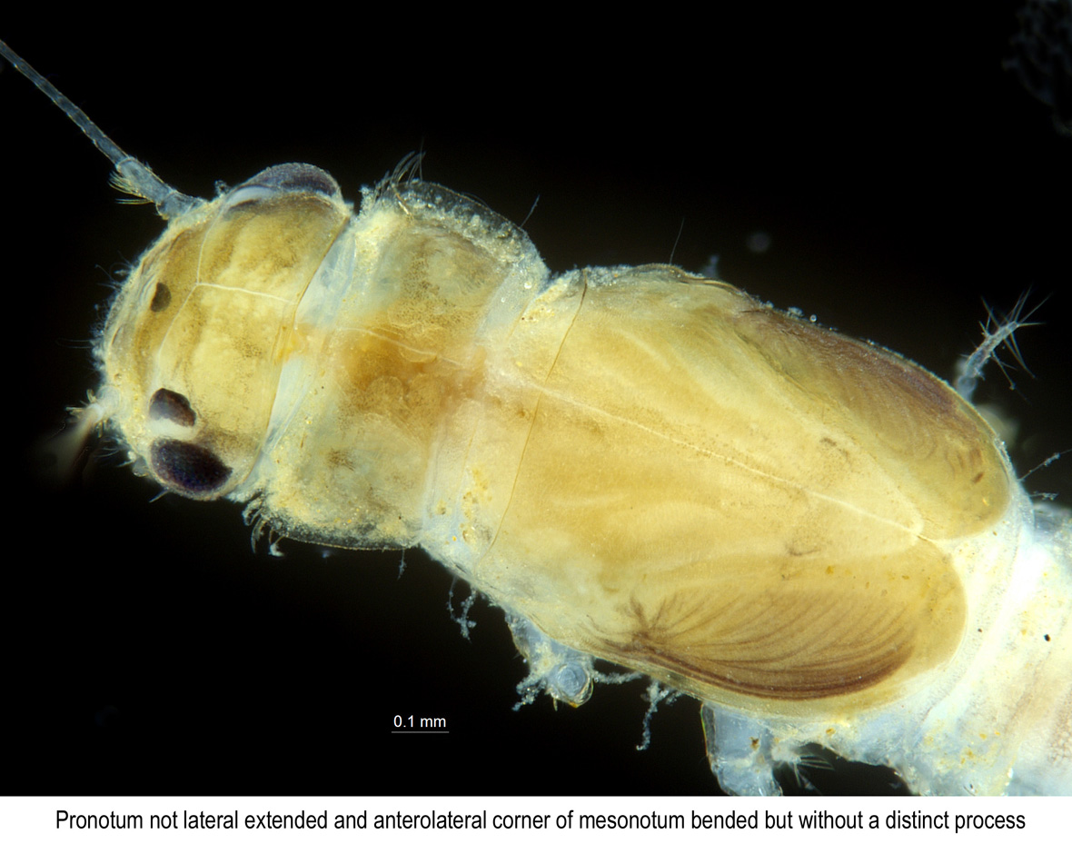 Thorax