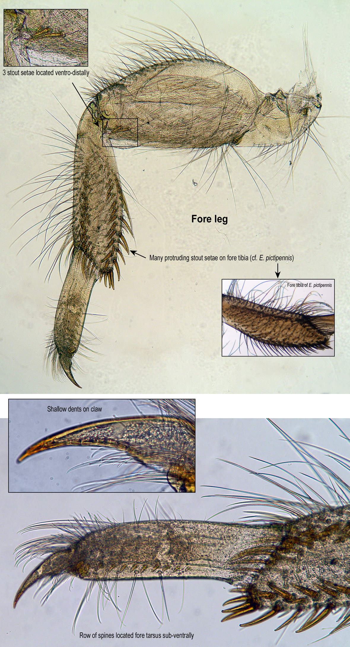 Foreleg