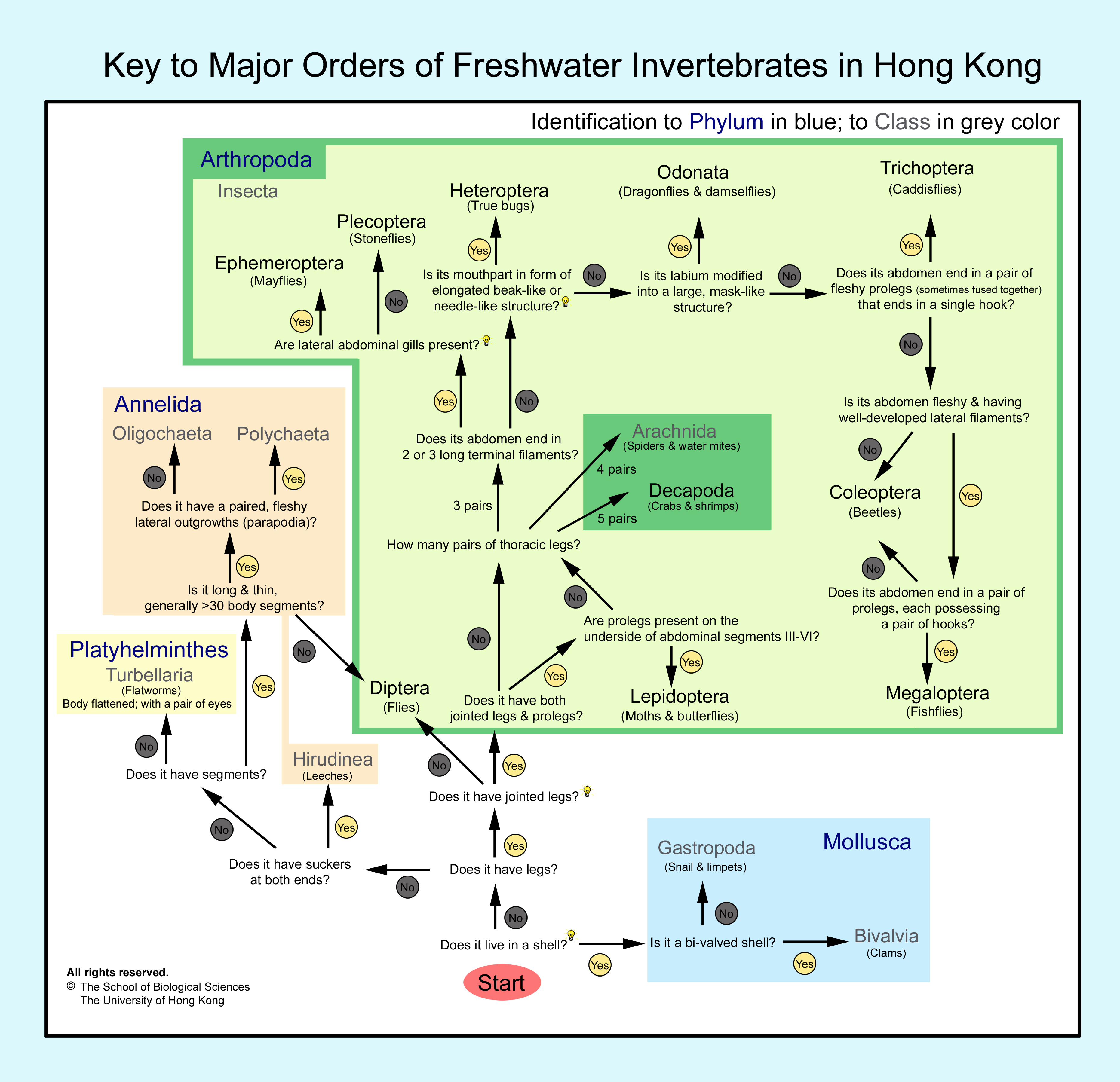 Invertebrate Chart Key
