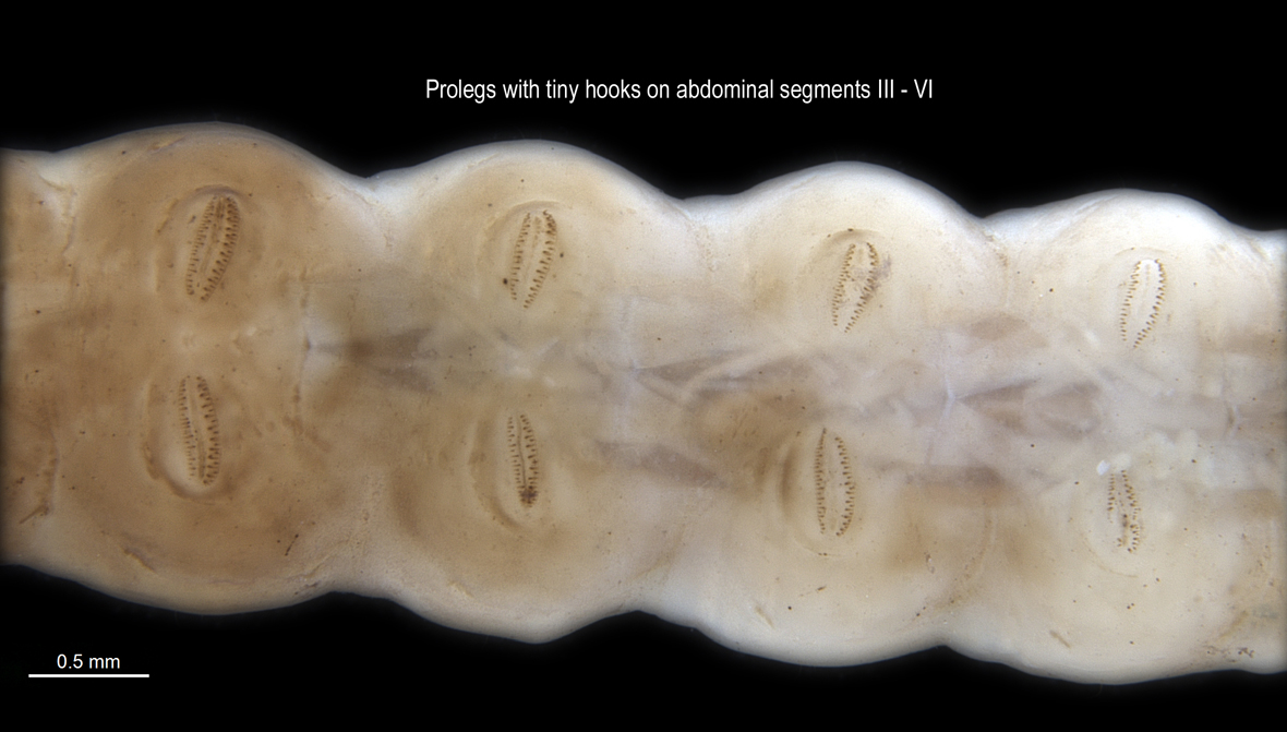 Prolegs