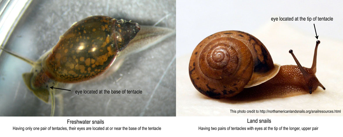 Comparison of land & freshwater snail
