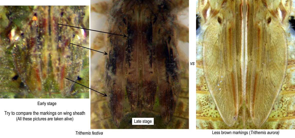 Comparison of wing sheath