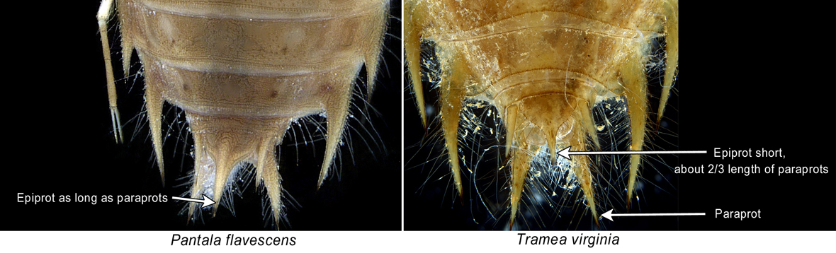 Comparison of epiprot length