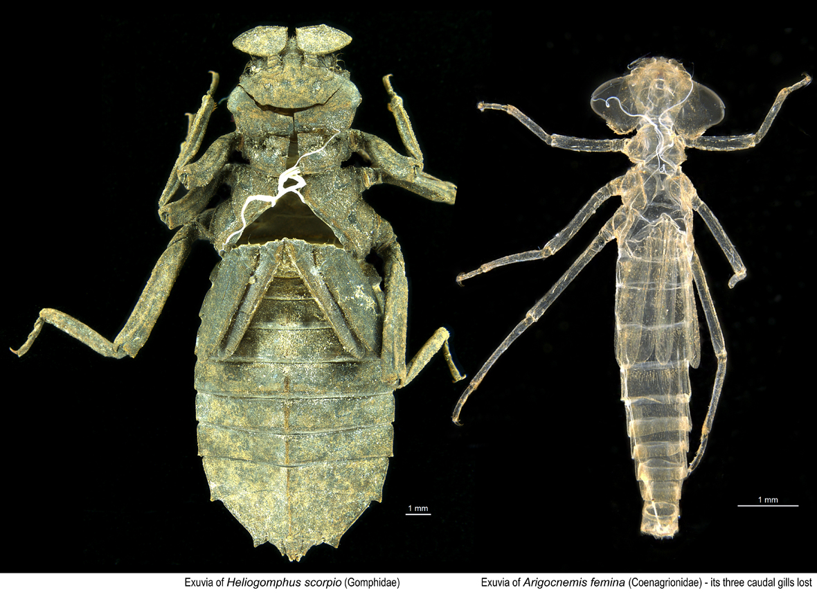 Freshwater Macroinvertebrates in Hong Kong