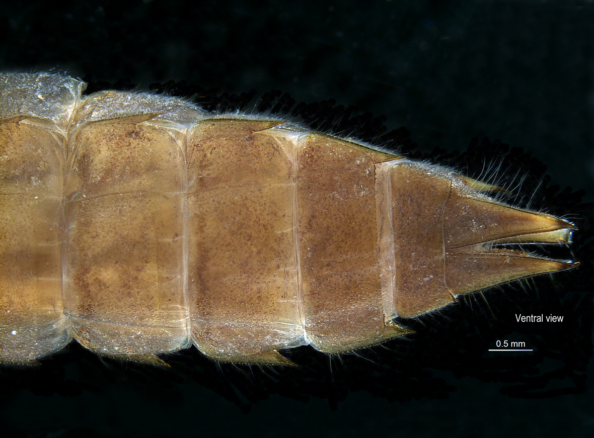 Abdomen ventral view