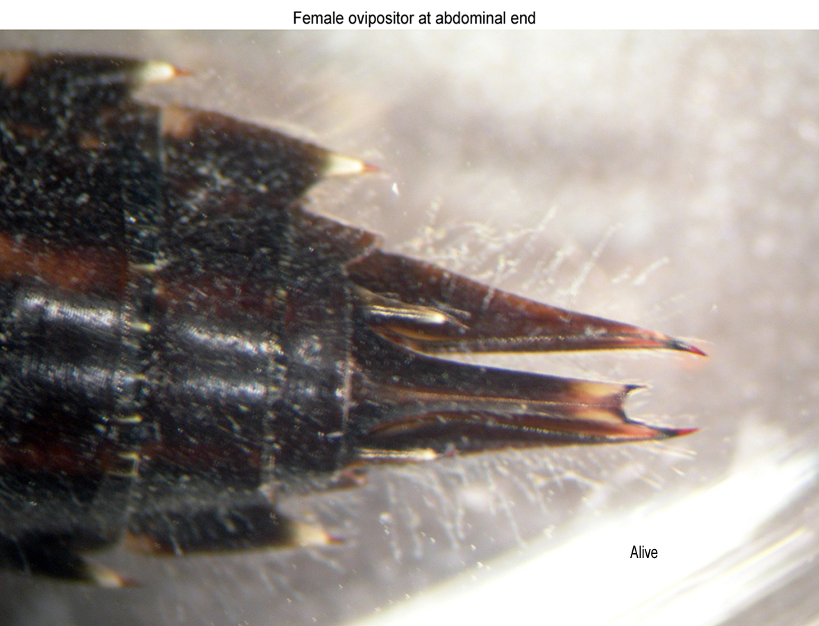 Female ovipositor