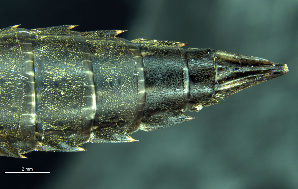 Exuvia - abdomen in dorsal view