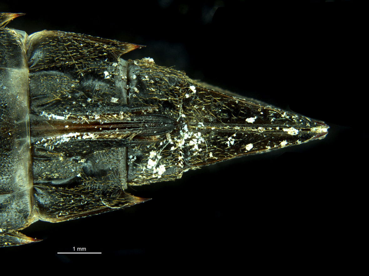 Exuvia - abdomen in ventral view