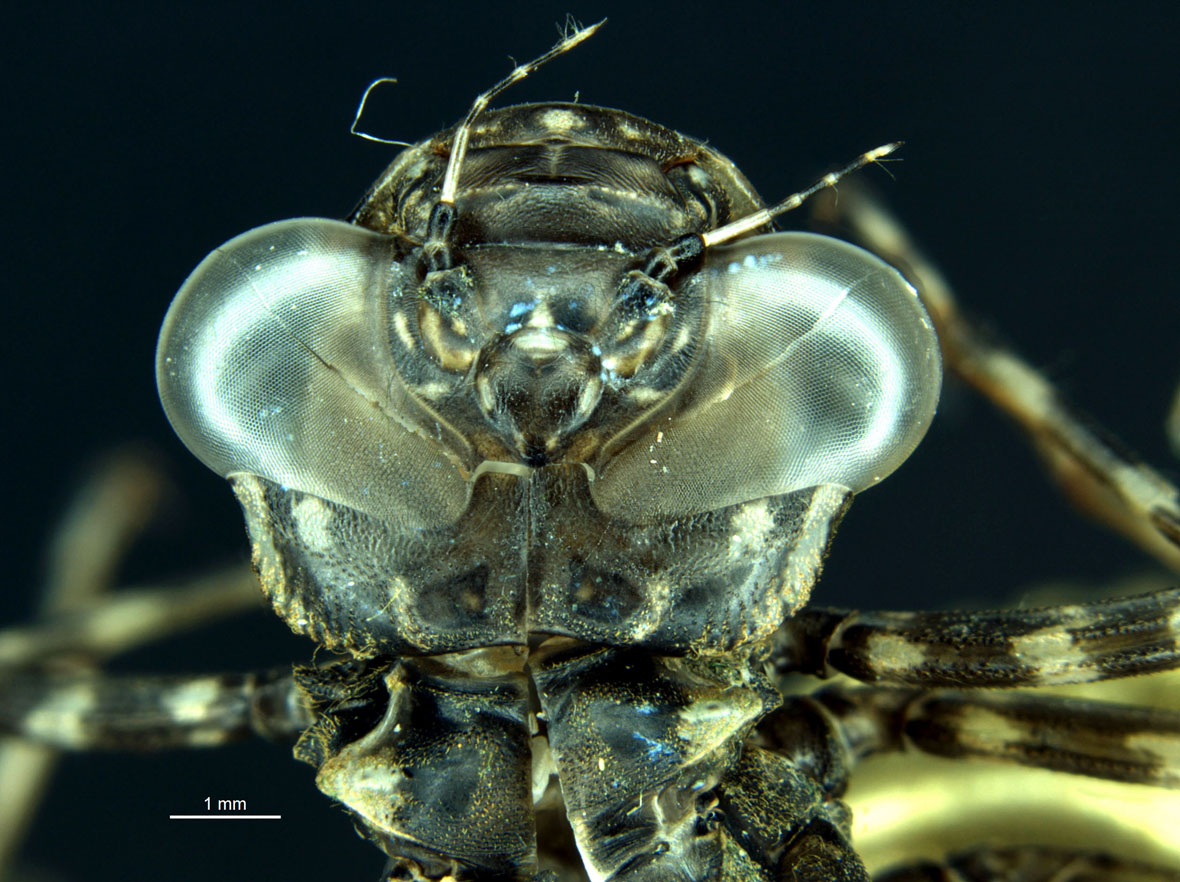 Exuvia - head
