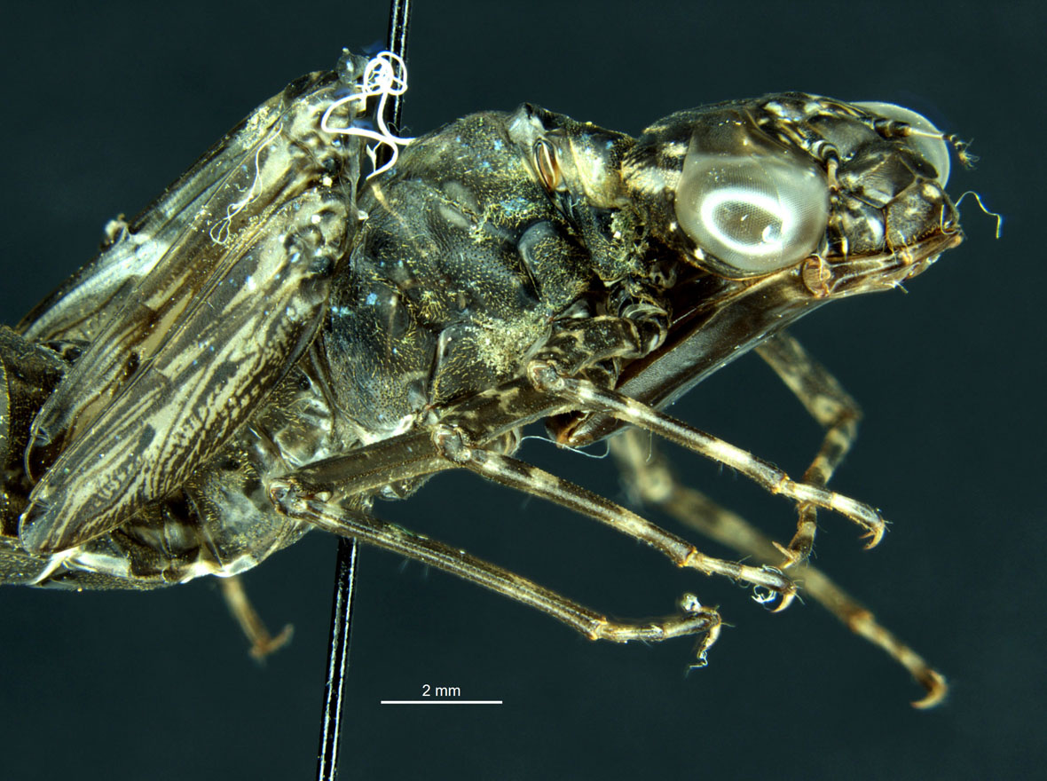 Exuvia - head in Lateral view