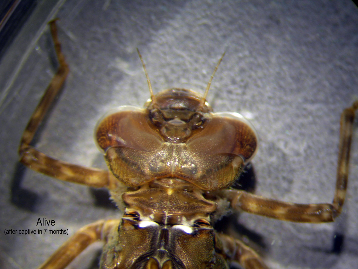 Head_alive_after7months