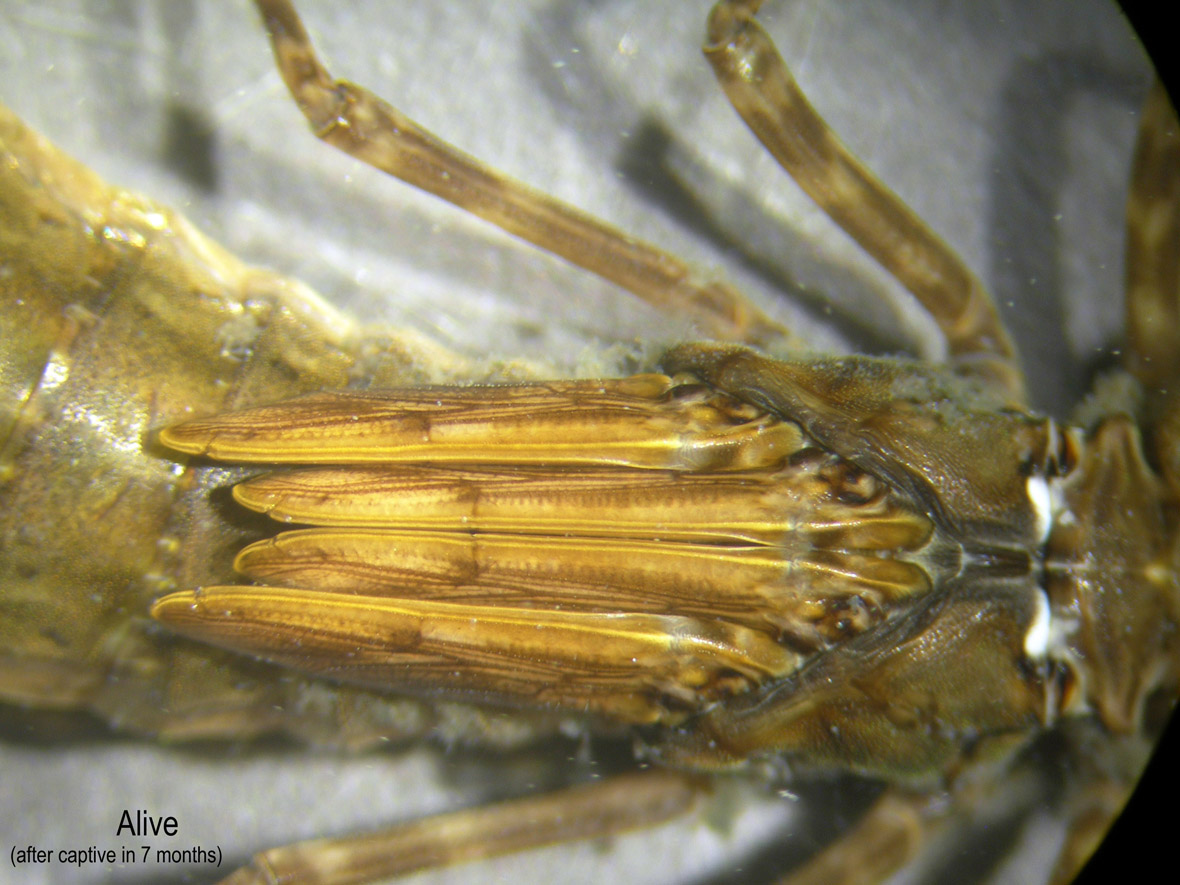 Wingsheaths_after7months