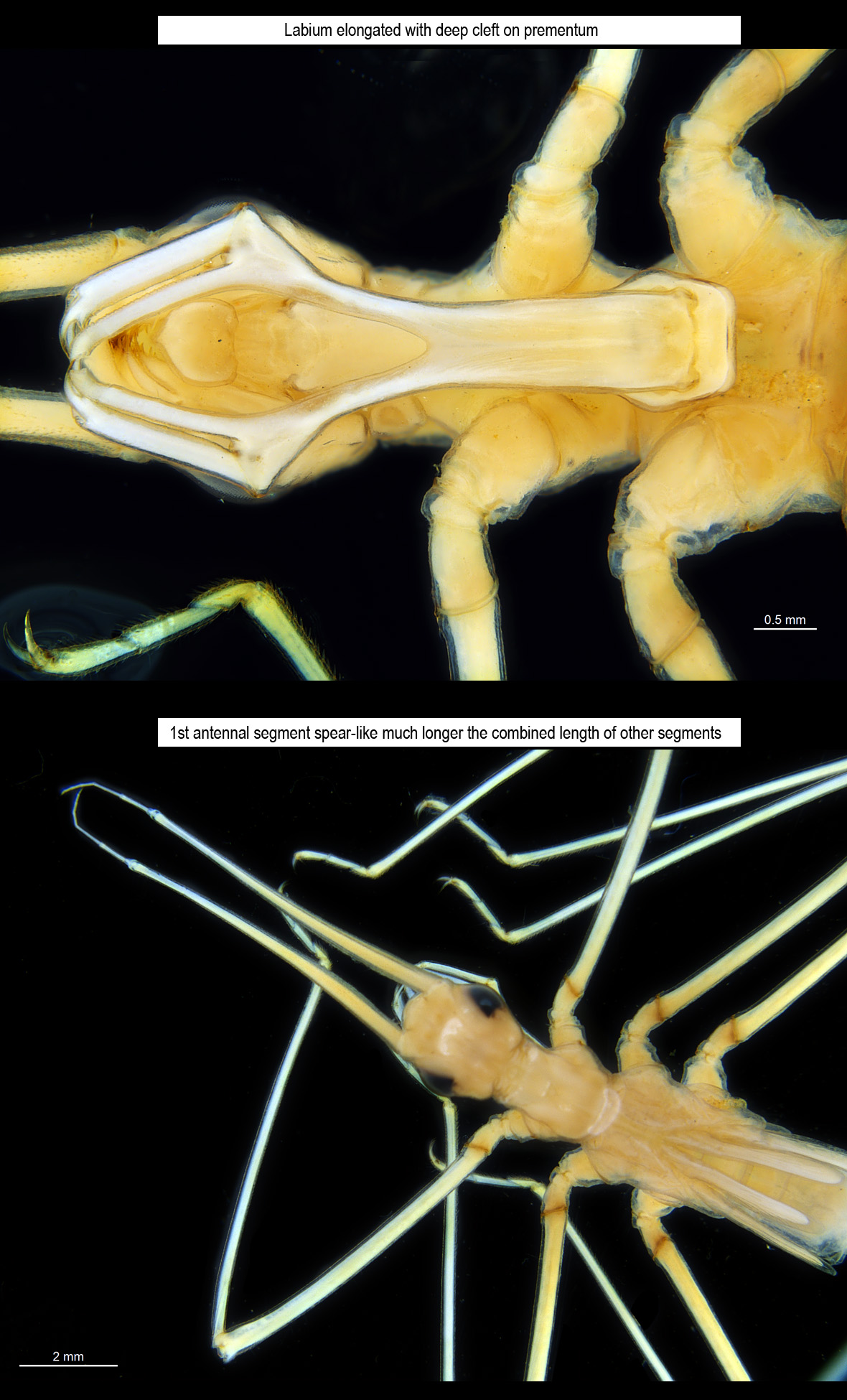 Labium