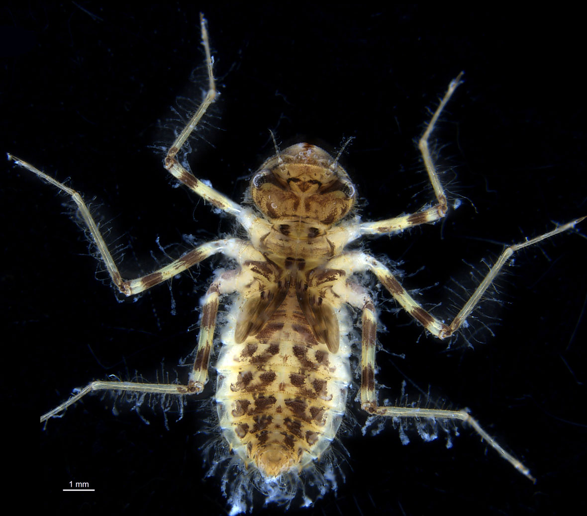 Freshwater Macroinvertebrates in Hong Kong