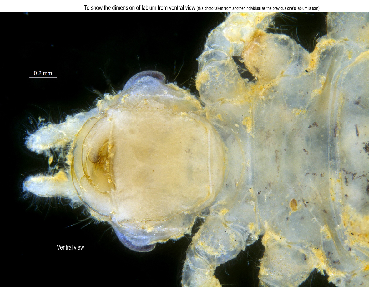 Labium from ventral view