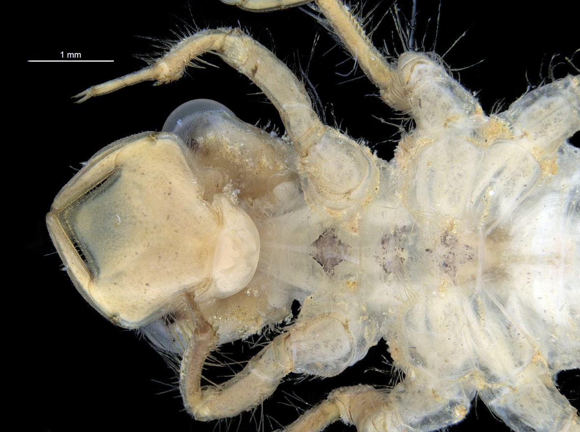 Head in ventral view