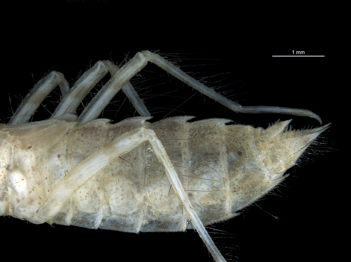 Abdomen in lateral view