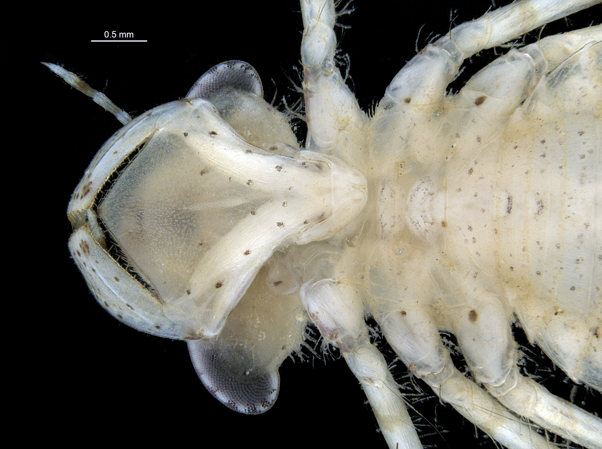 Head in ventral view