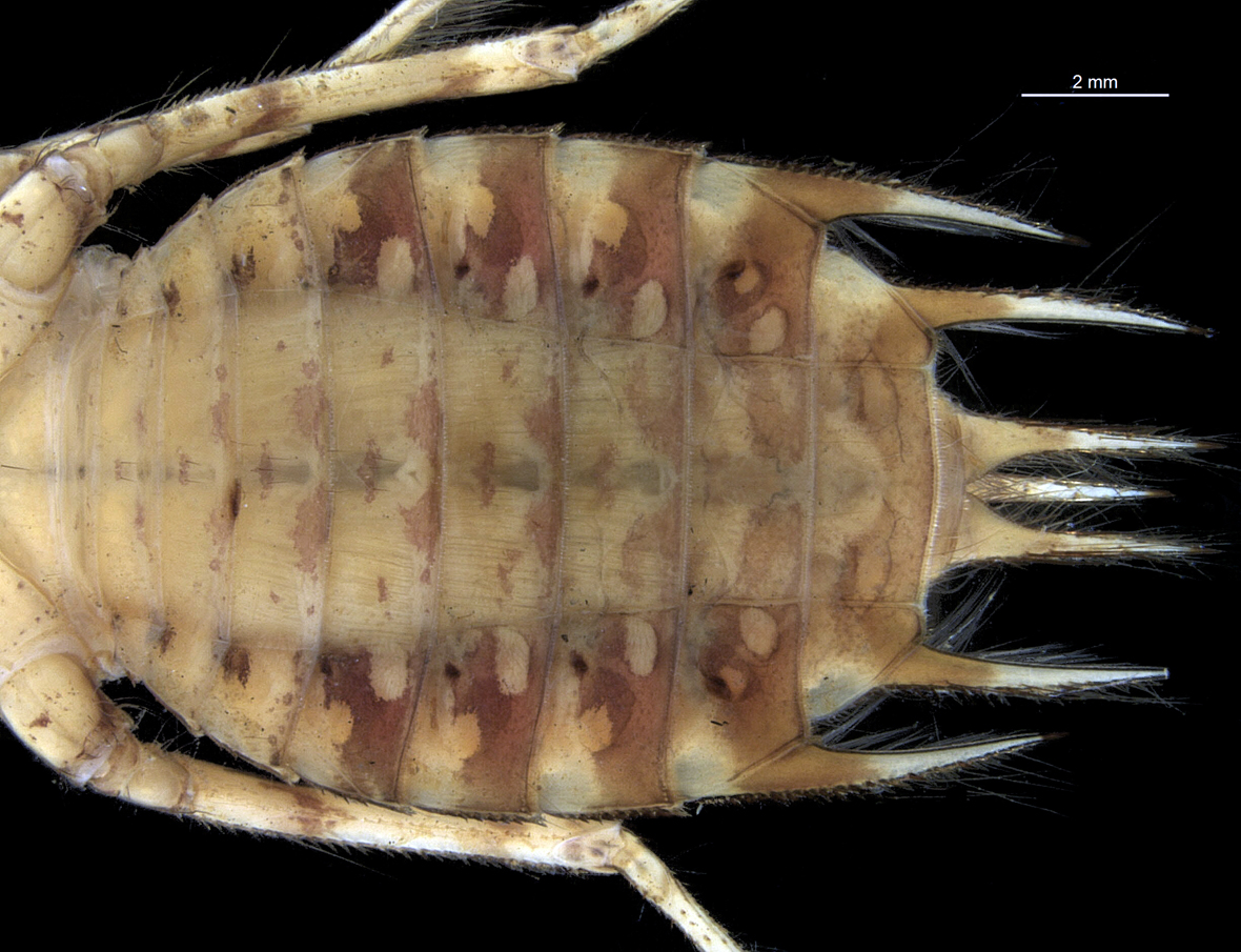 Abdomen in ventral view