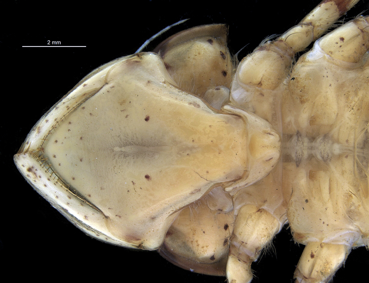 Labium in ventral view