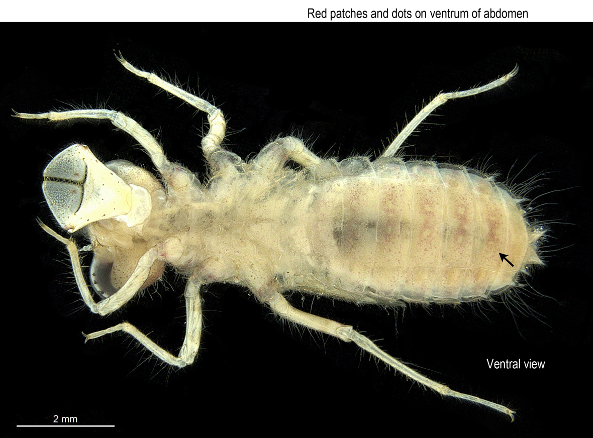 Fullview in ventral view