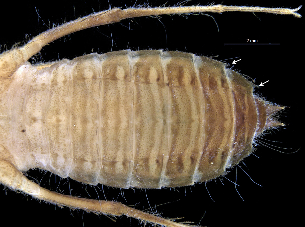 Abdomen in ventral view