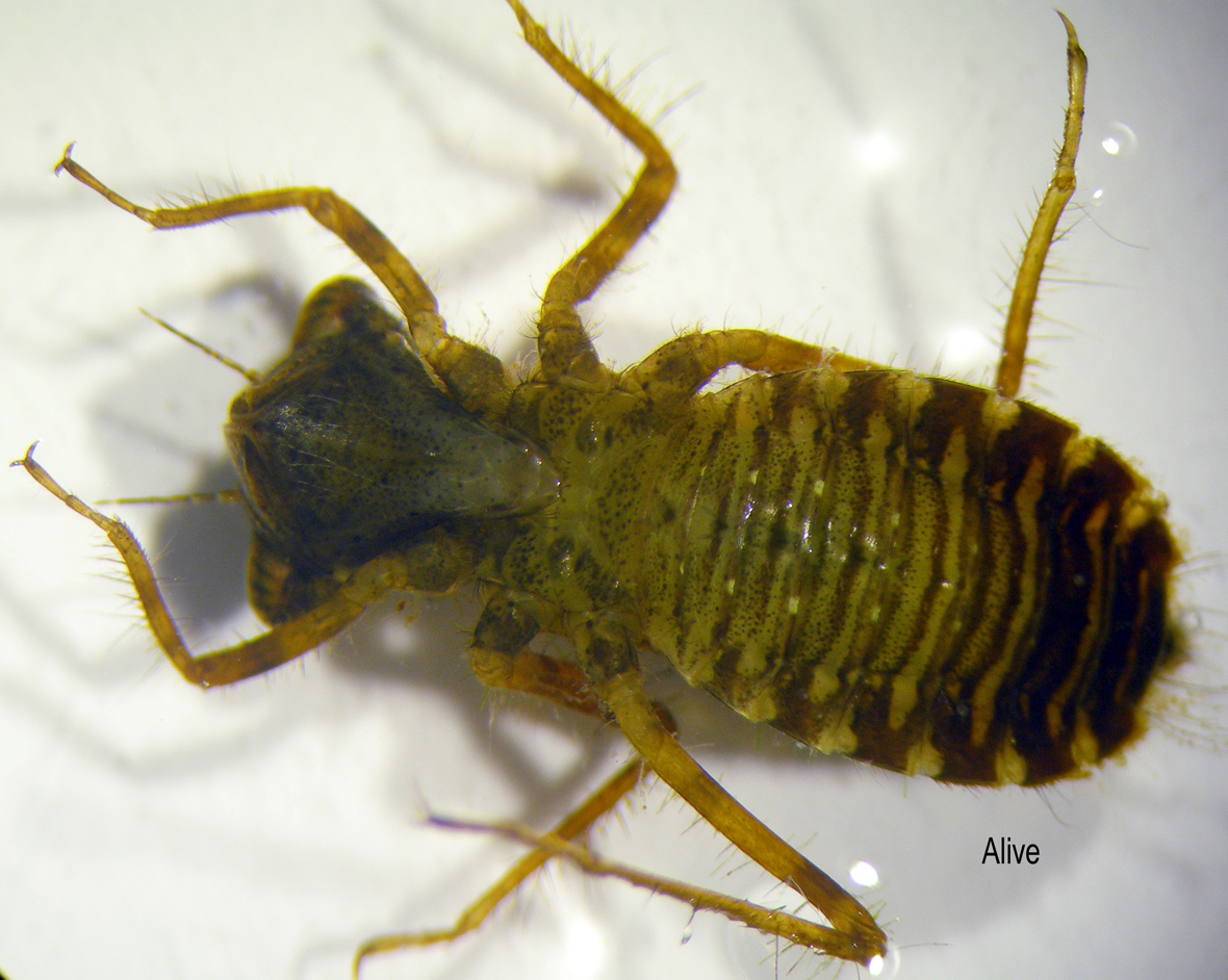 Fullview in ventral view
