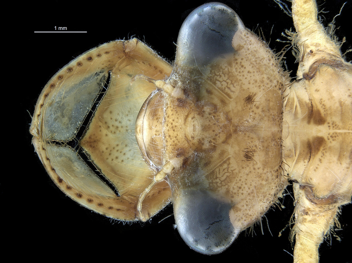 Head
