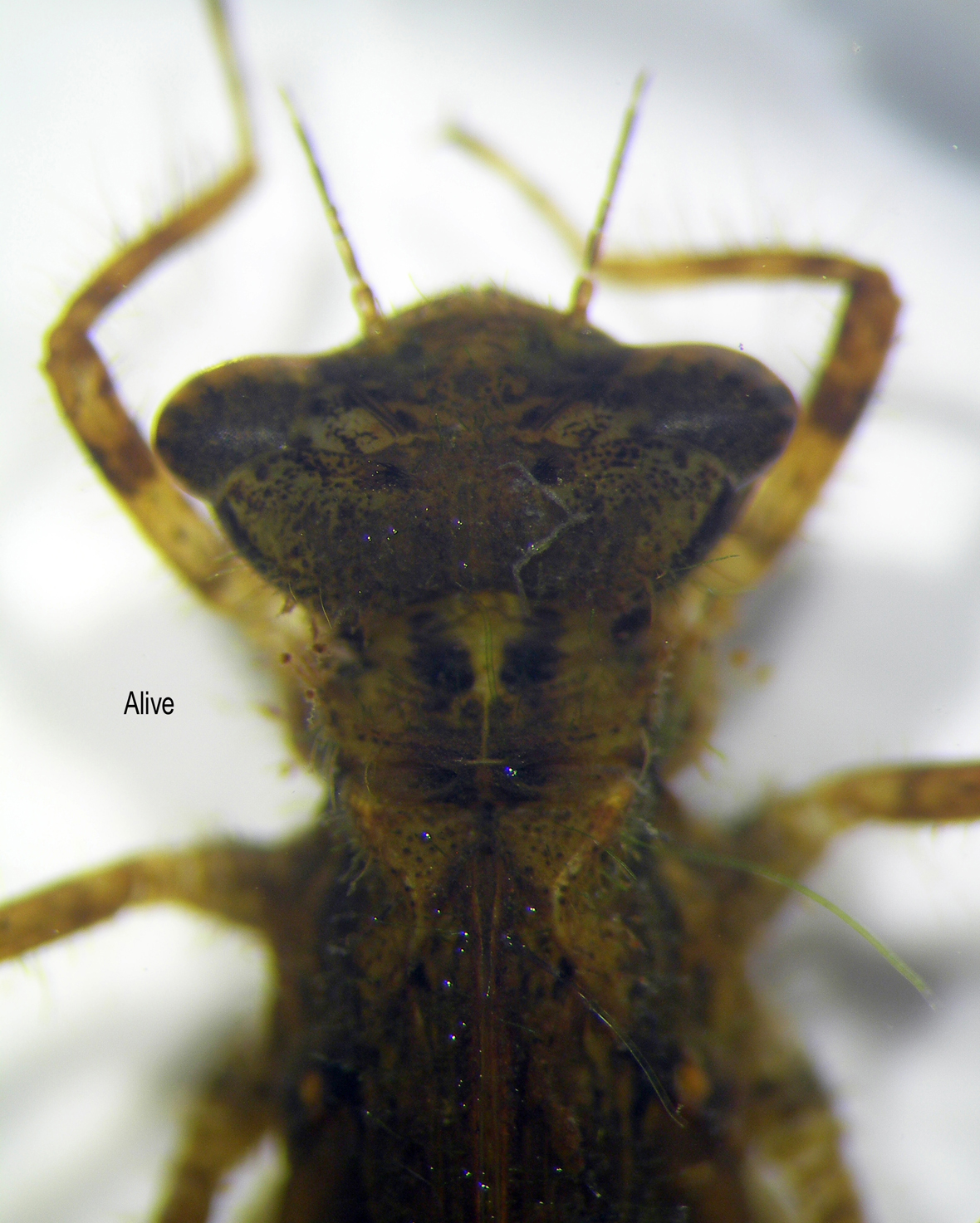 Head