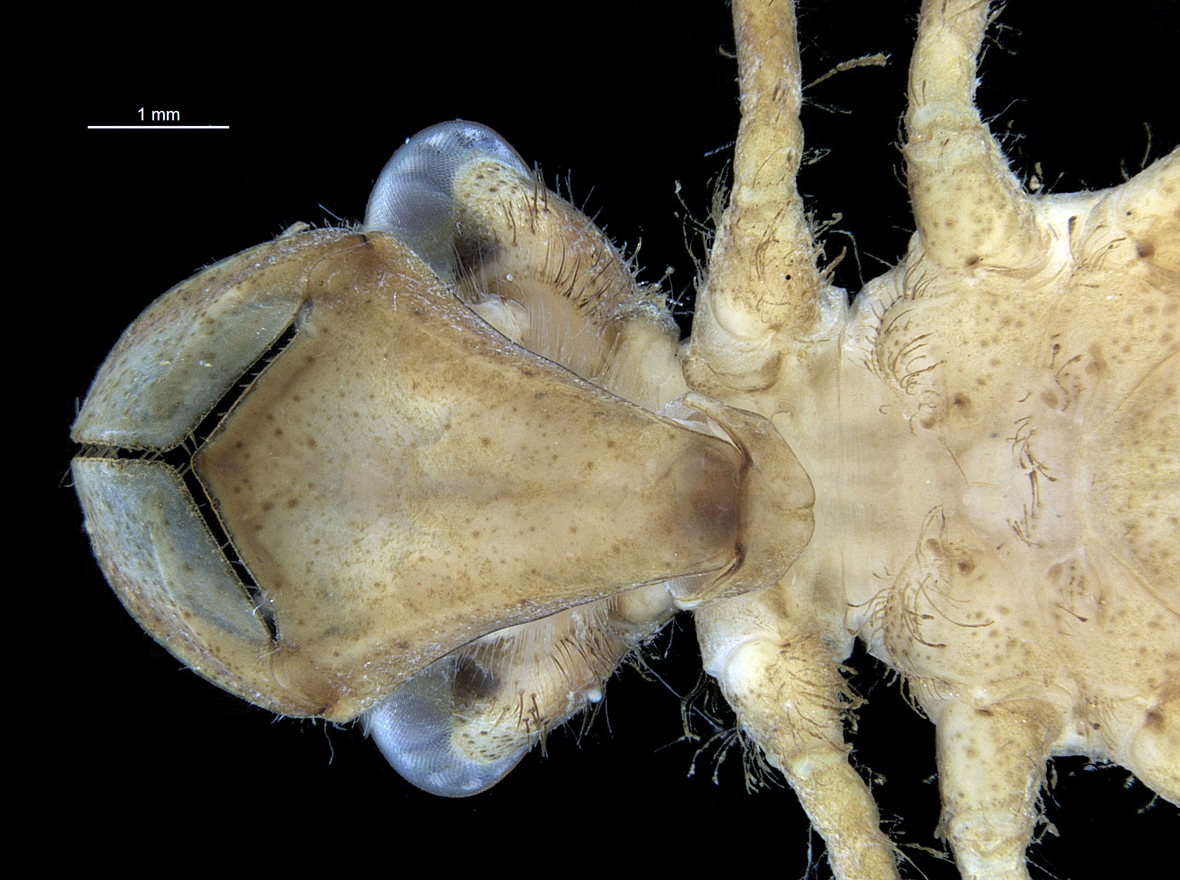 Head in ventral view