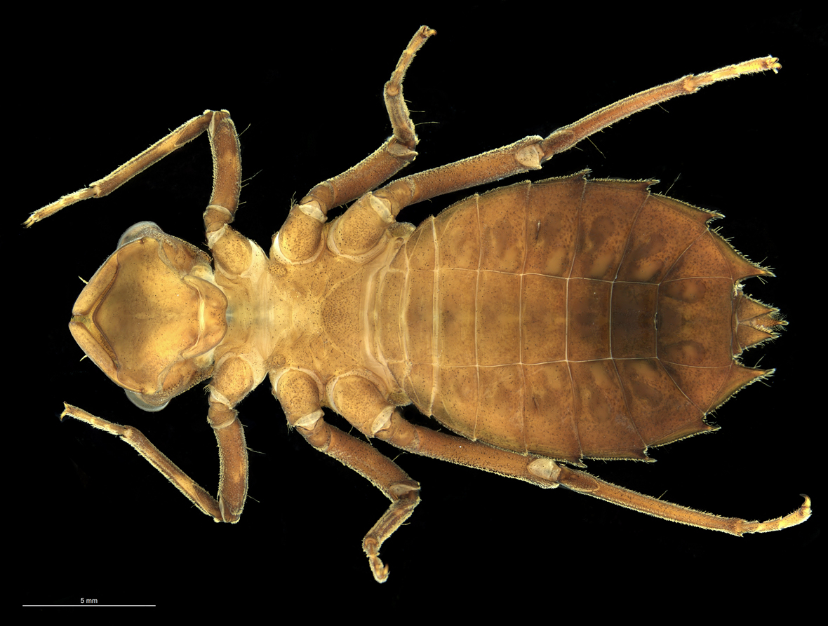 Fullview in ventral view