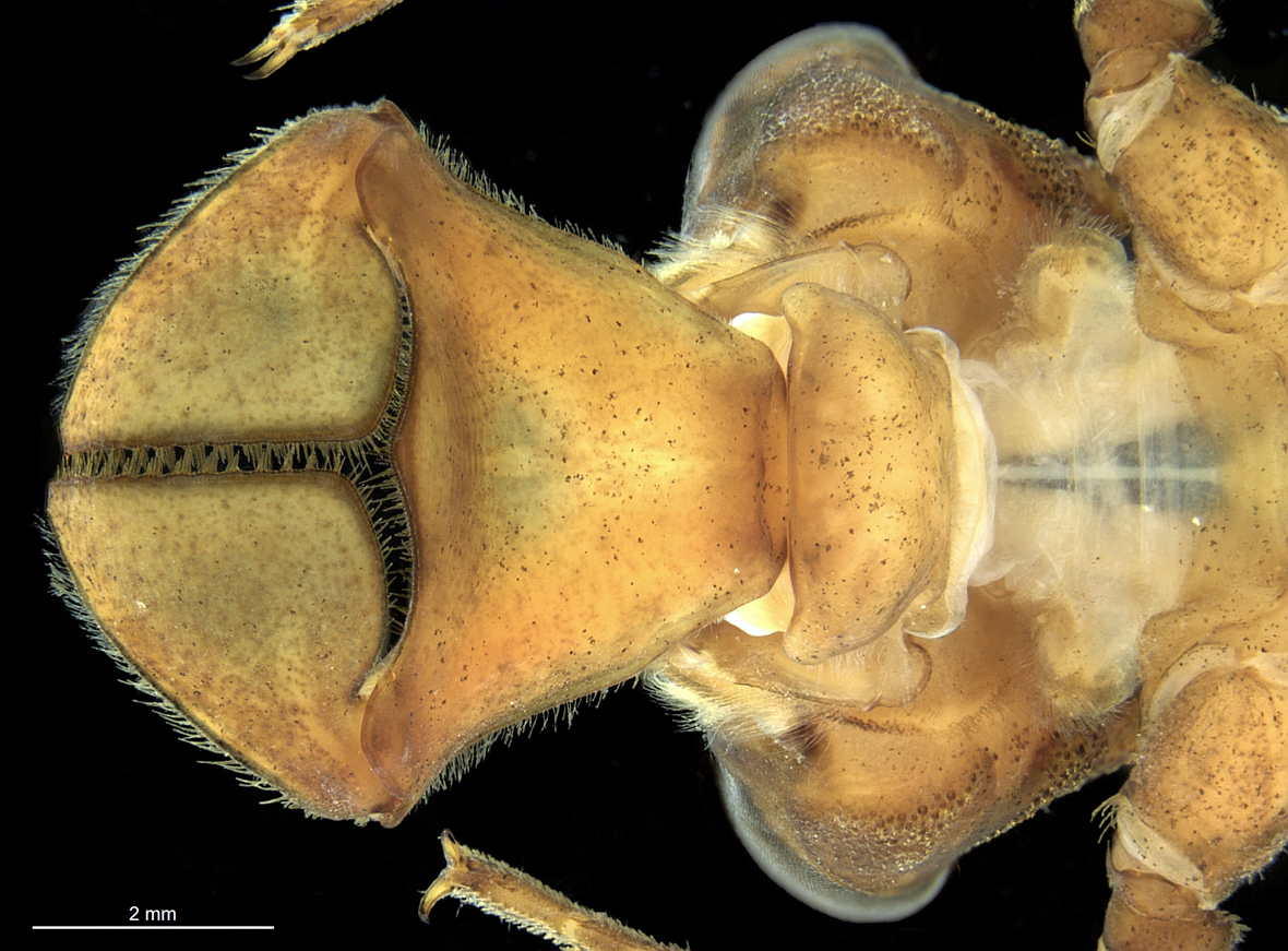 Labium in ventral view