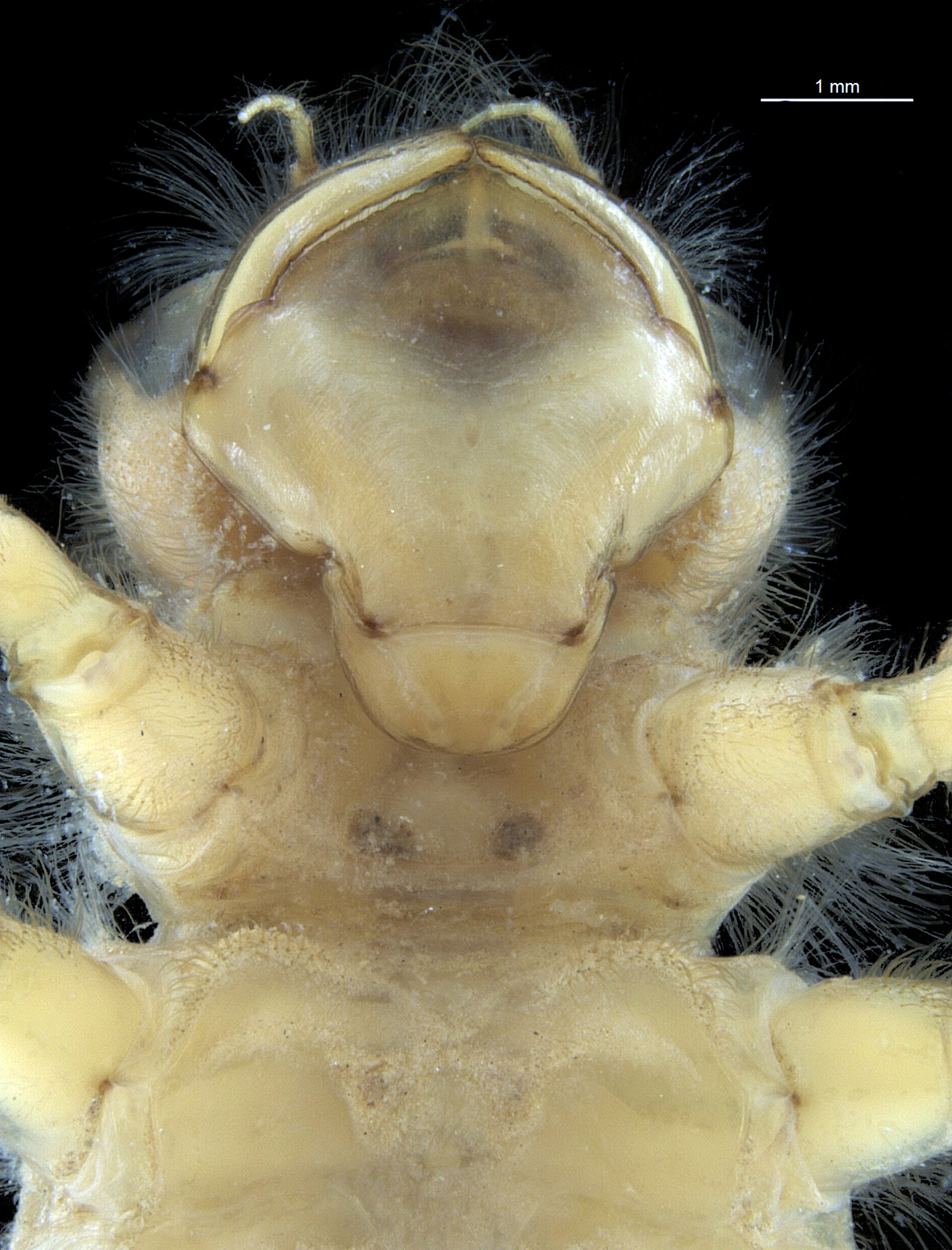 Head in ventral view