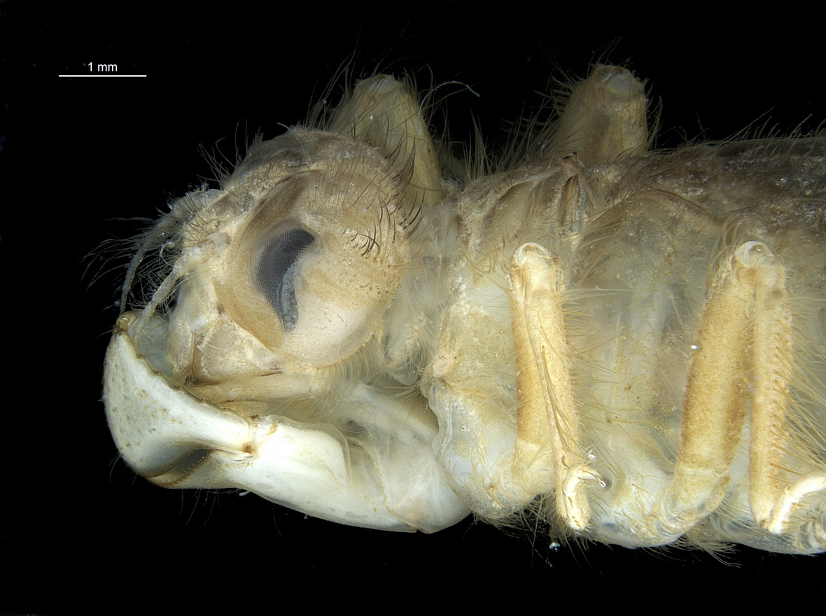 Head in lateral view