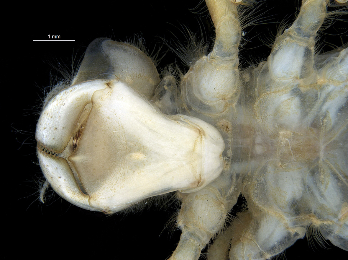 Head in ventral view