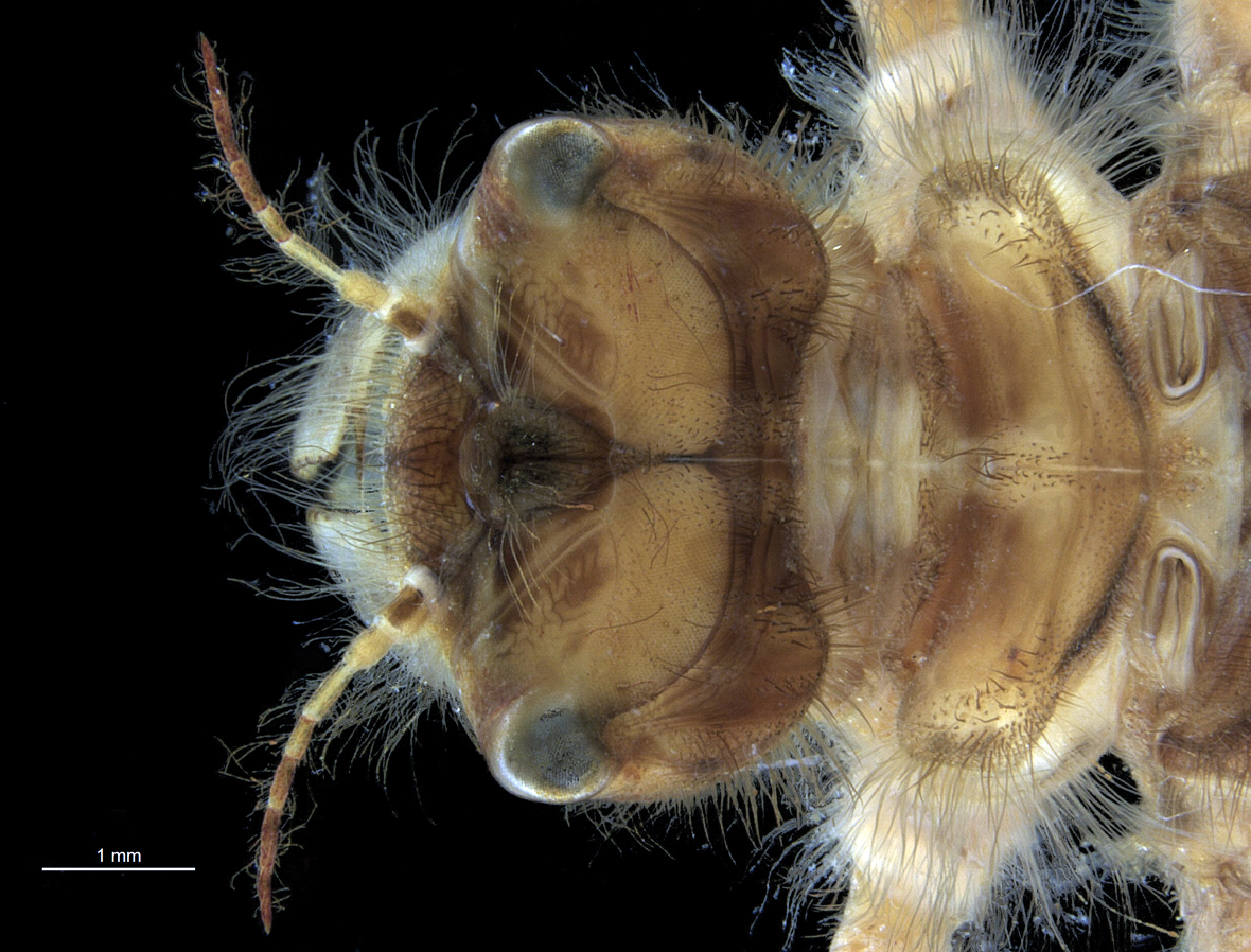 Head