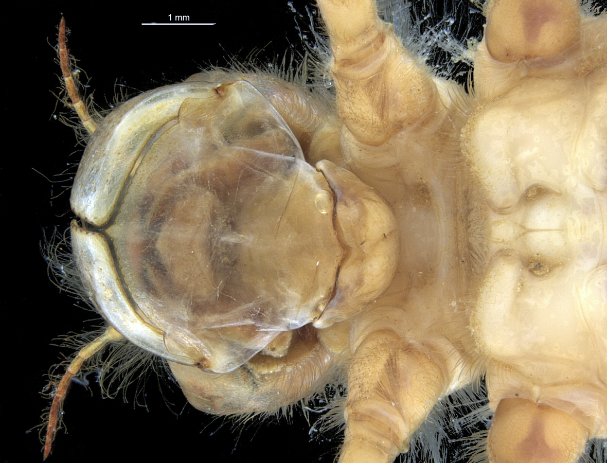 Head in ventral view