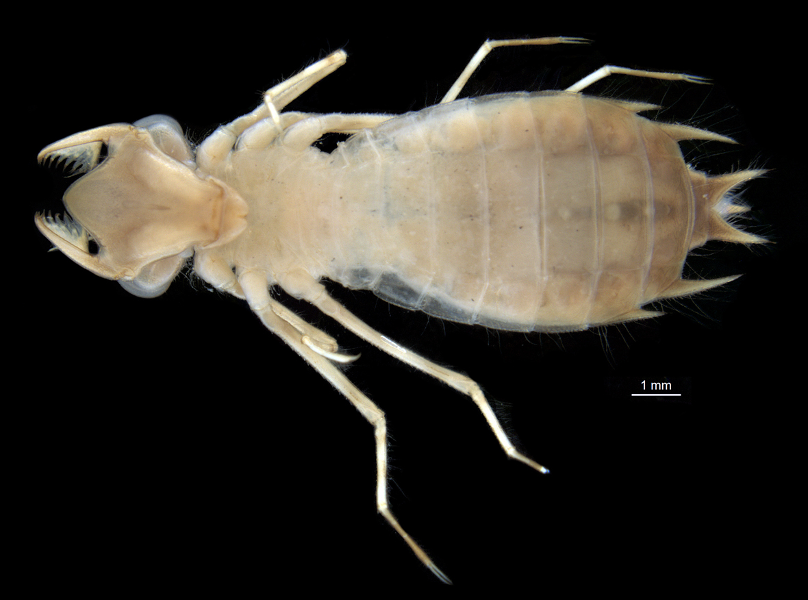 Fullview in ventral view