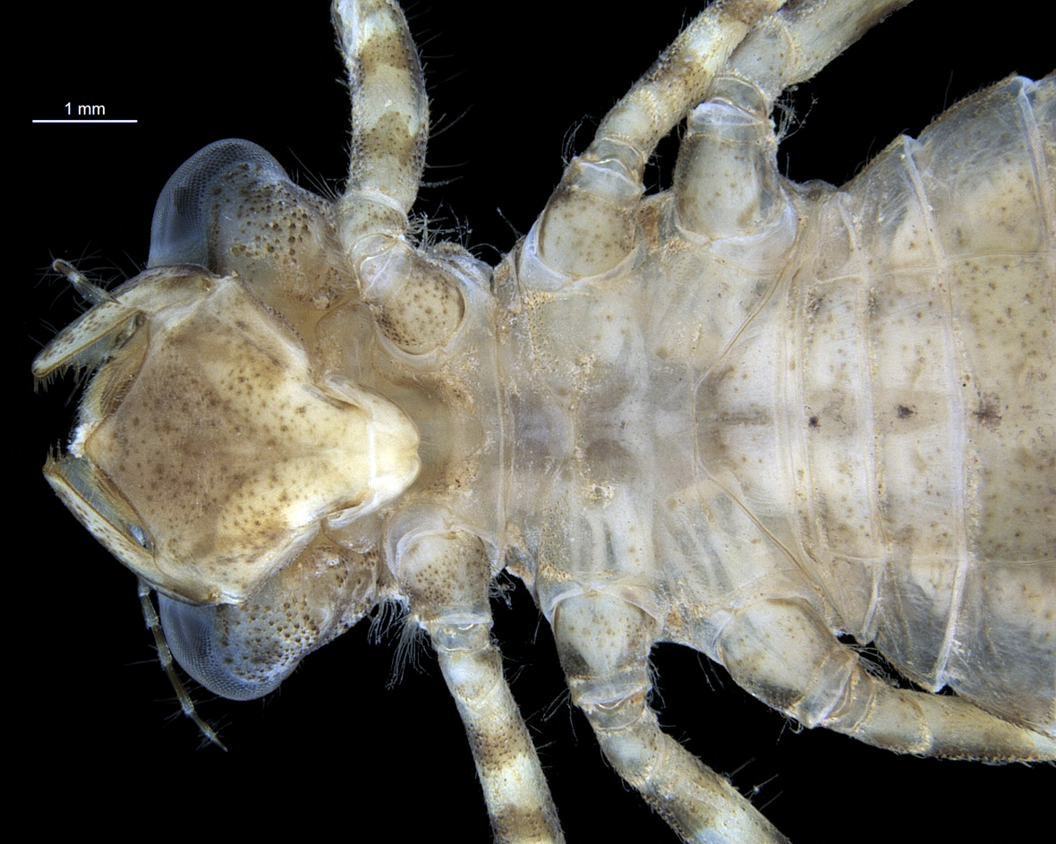 Head in ventral view