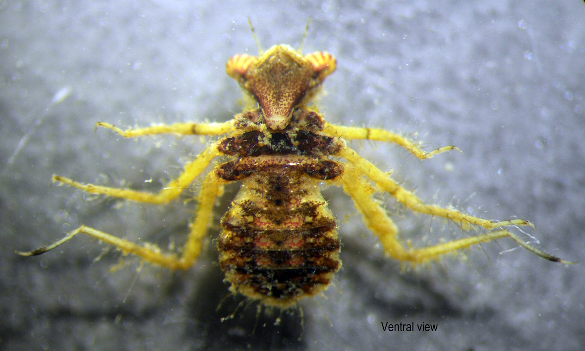 Fullview in ventral view