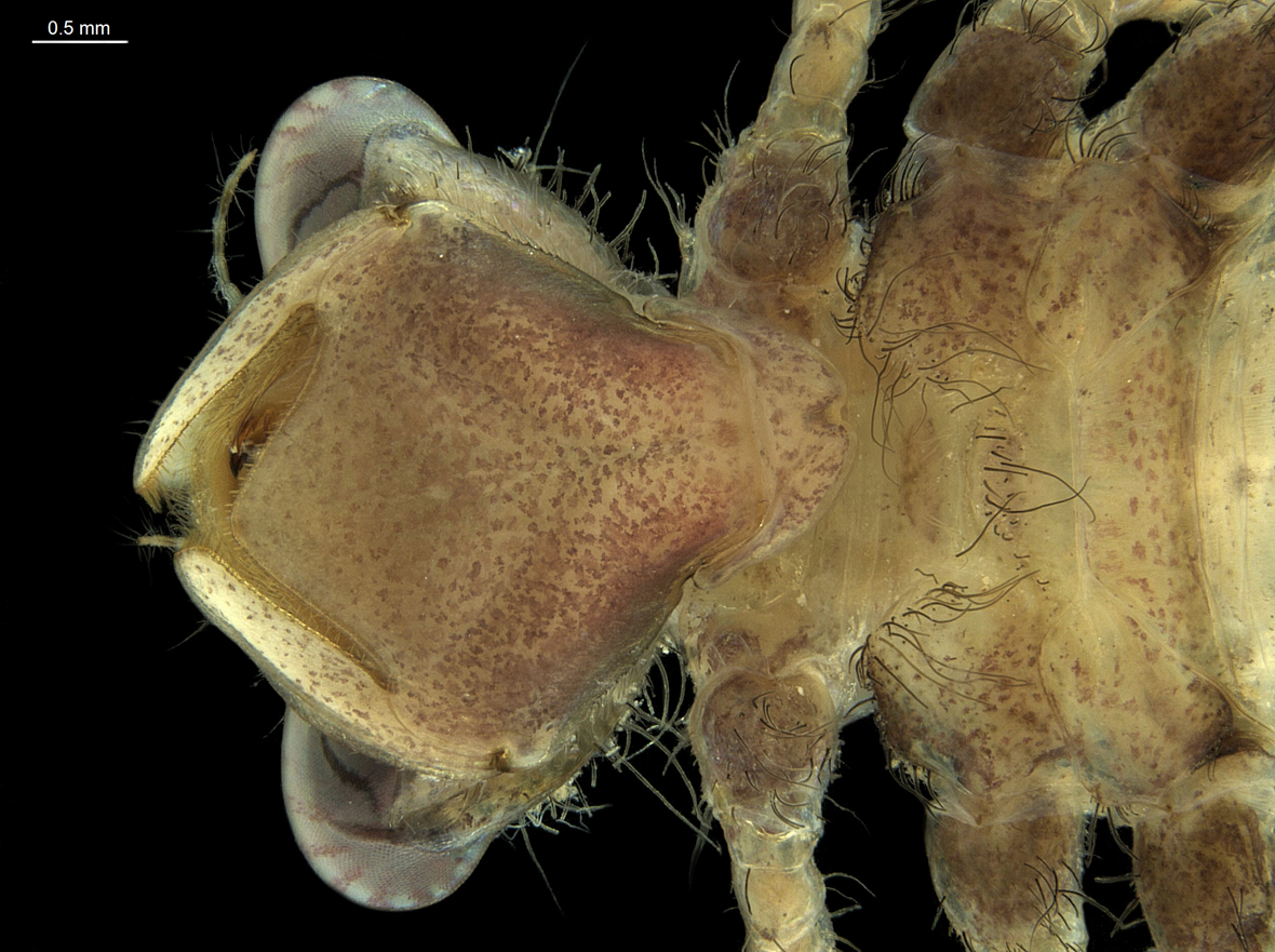 Labium in ventral view