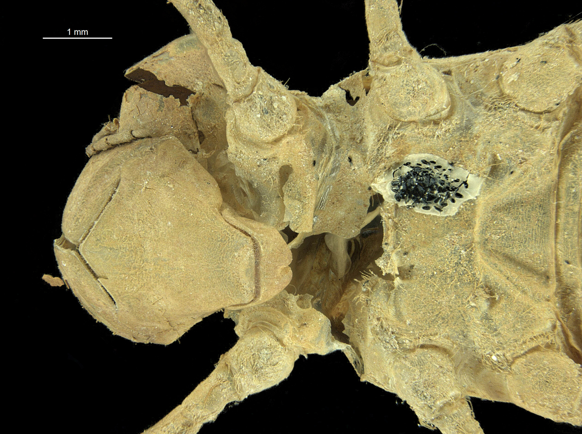 Head in ventral view