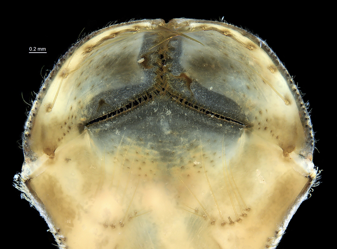 Labium