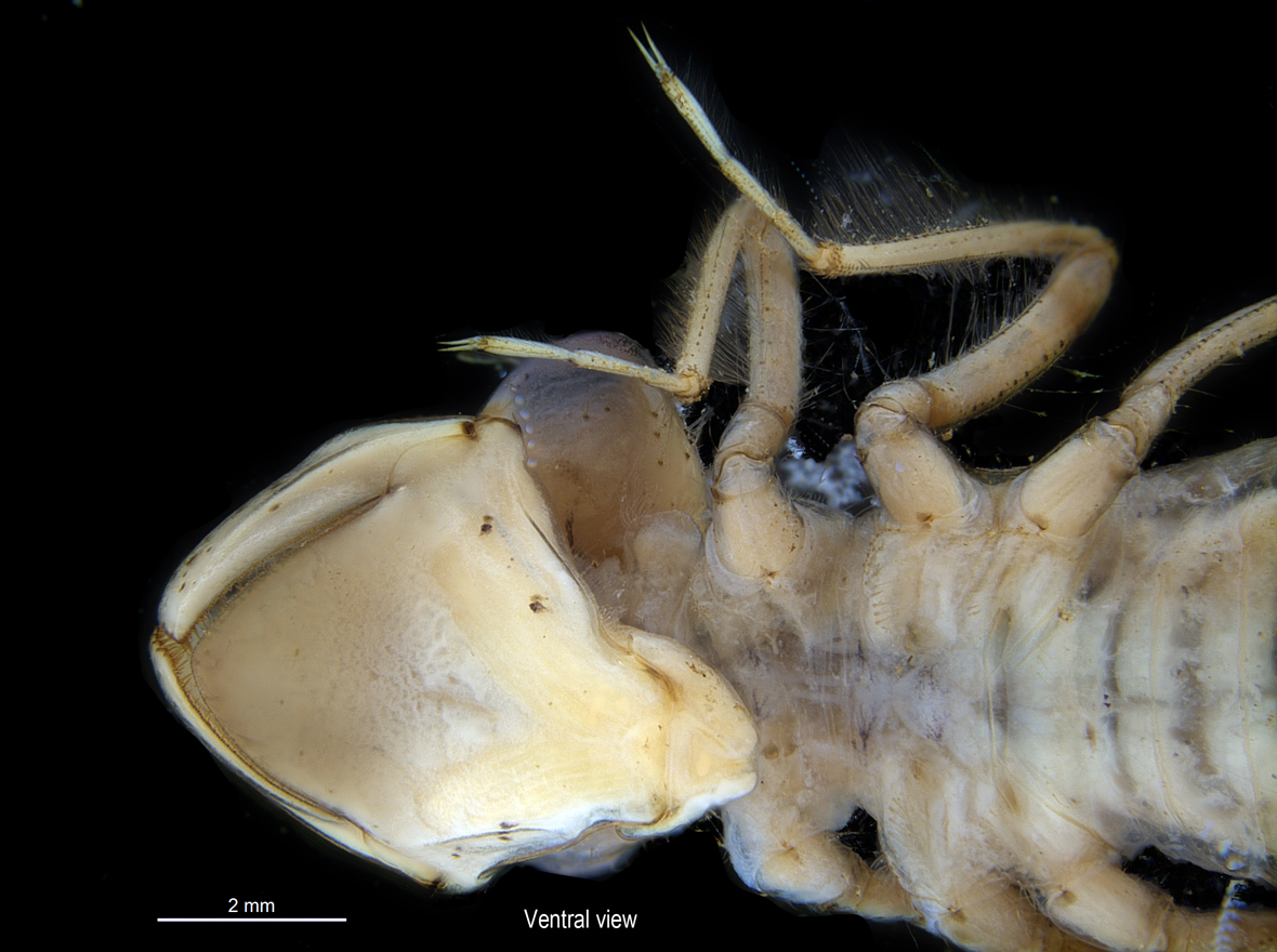 Head in ventral view