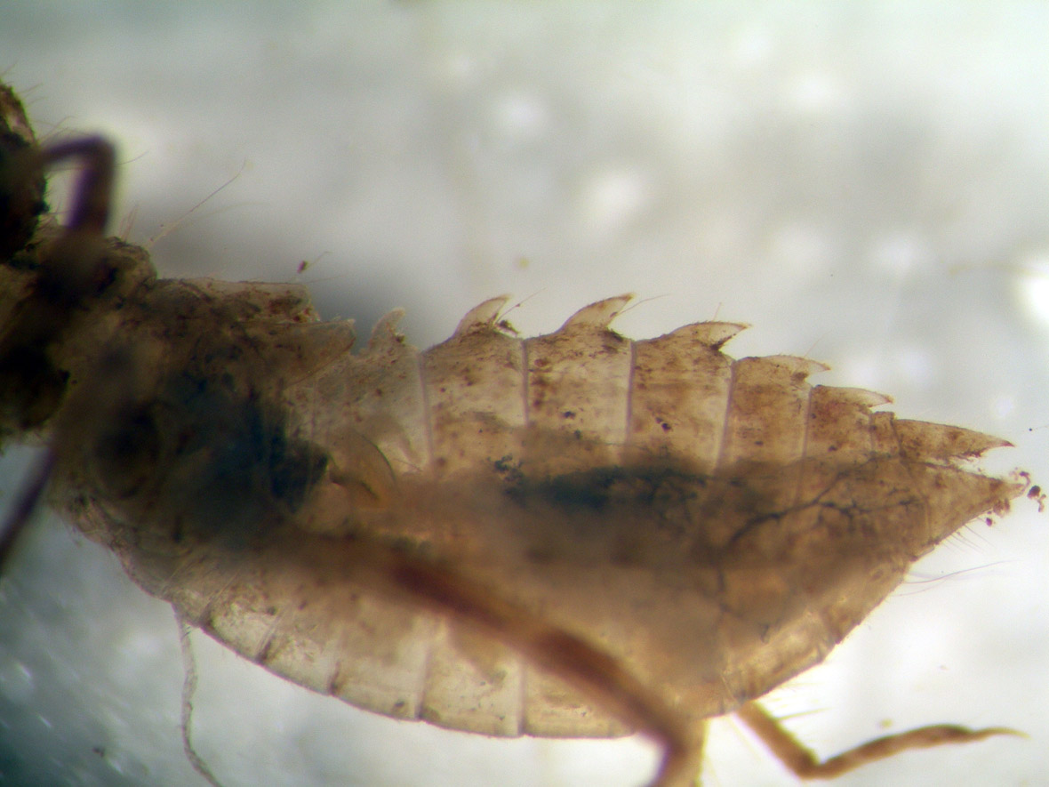 Hooked dorsal spines