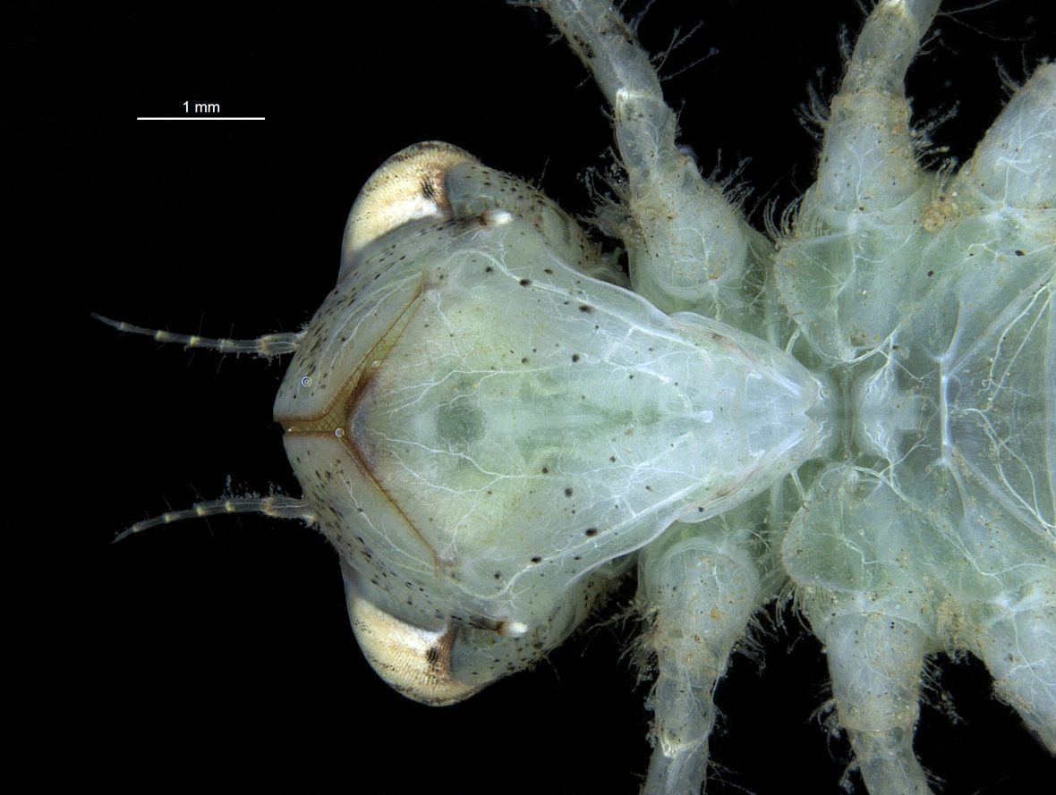 Head in ventral view