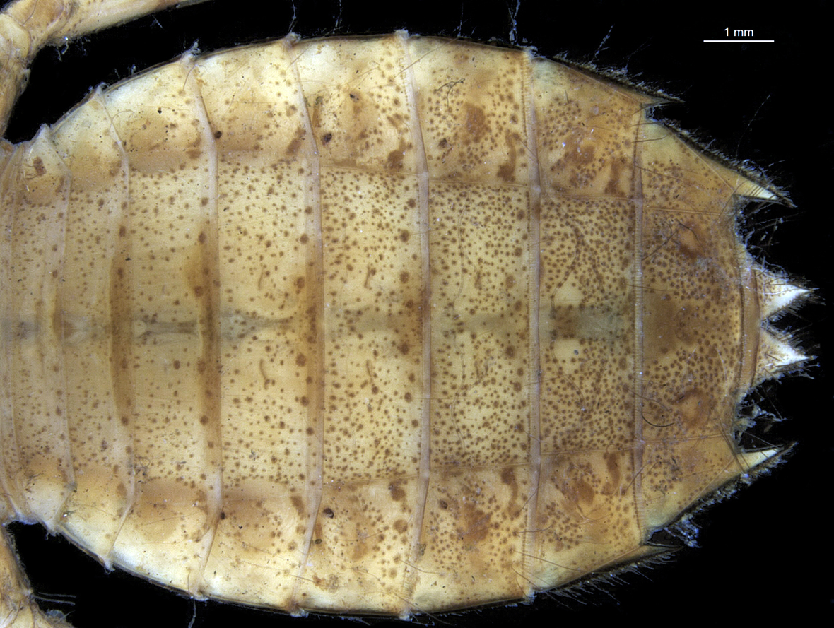 Abdomen in ventral view
